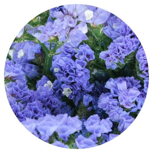 Limonium QIS® Pale blue