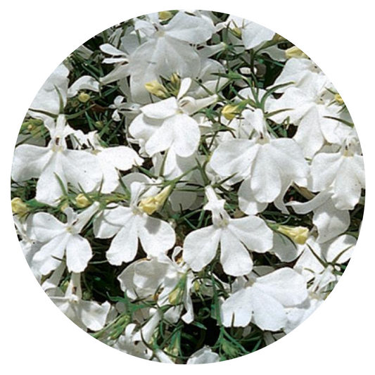 Lobelia Riviera White seeds