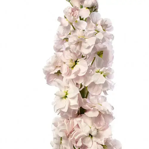 Matthiola Column Appleblossom.