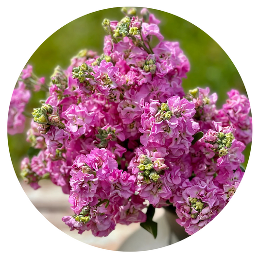 Matthiola incana Iron Pink - 30 seeds / 60 cm - Seeds