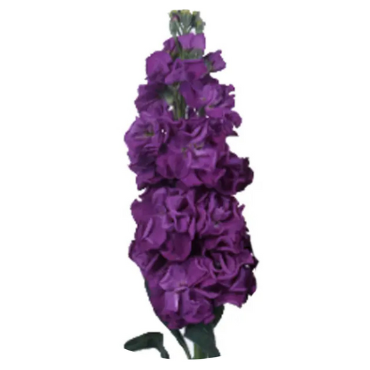 Matthiola incana Iron Purple | Stock - 30 seeds / 60 cm / Deep purple - Seeds