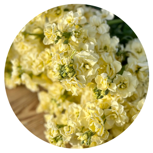 Matthiola incana Iron Yellow - 30 seeds / 60 cm - Seeds