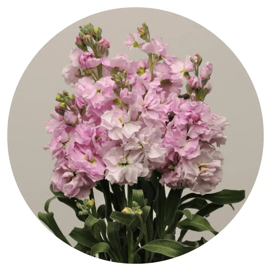 Matthiola Katz Cherry Blossom