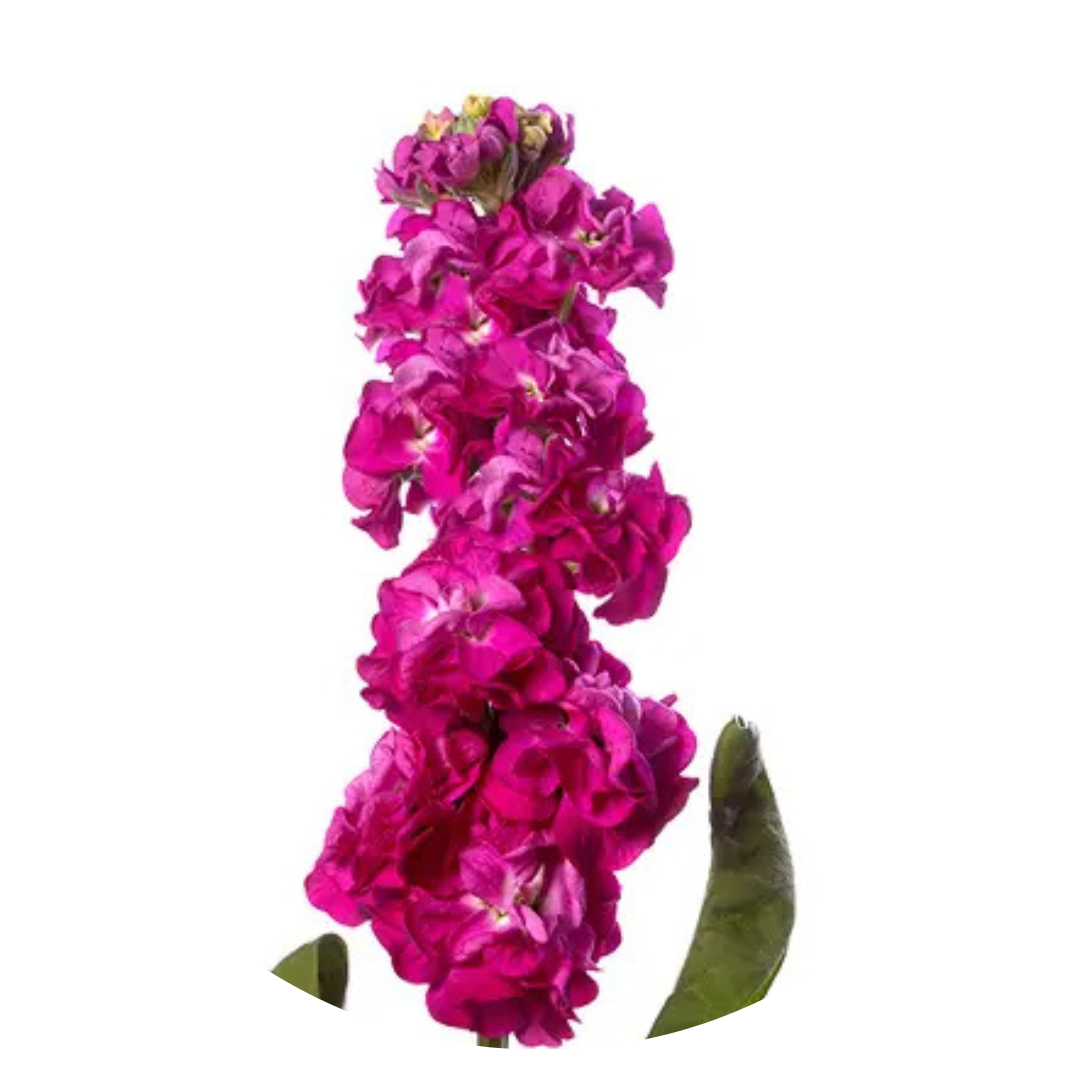 Matthiola incana StoX® Deep Rose | Stock - 30 seeds / 65-75 cm / Rich rose - Seeds