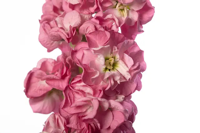 Matthiola incana StoX® Rose Pink | Stock - 30 seeds / 65-75 cm / Rose-pink - Seeds