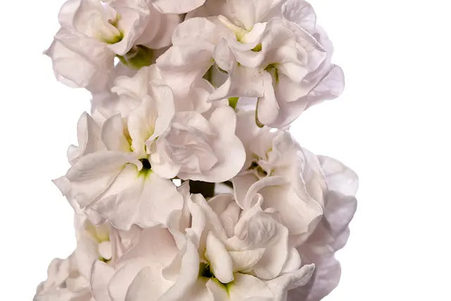 Matthiola incana StoX® Silver | Stock - 30 seeds / 65-75 cm / Silver-lavender - Seeds