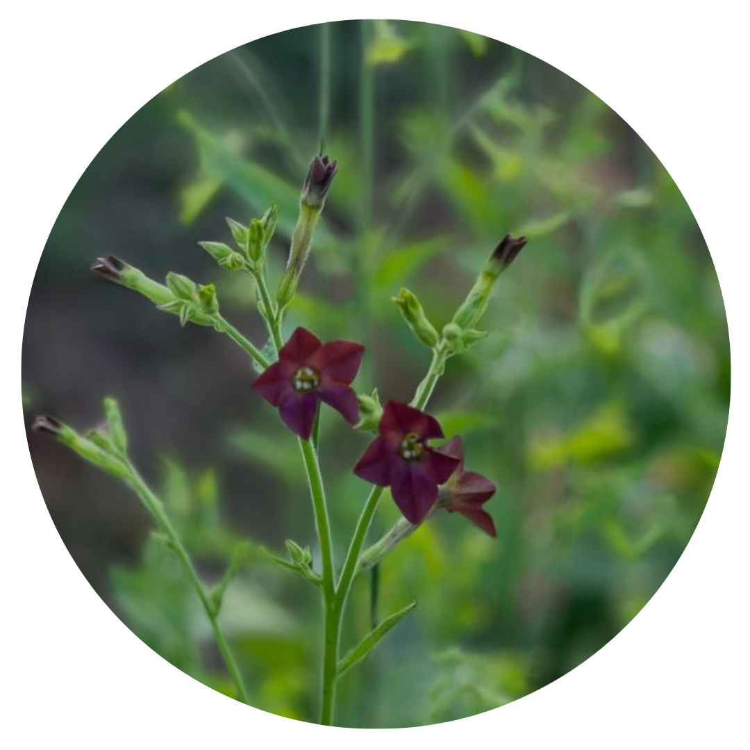 Nicotiana langsdorffii Bronze Queen | Flowering Tobacco therapyofflowers.com