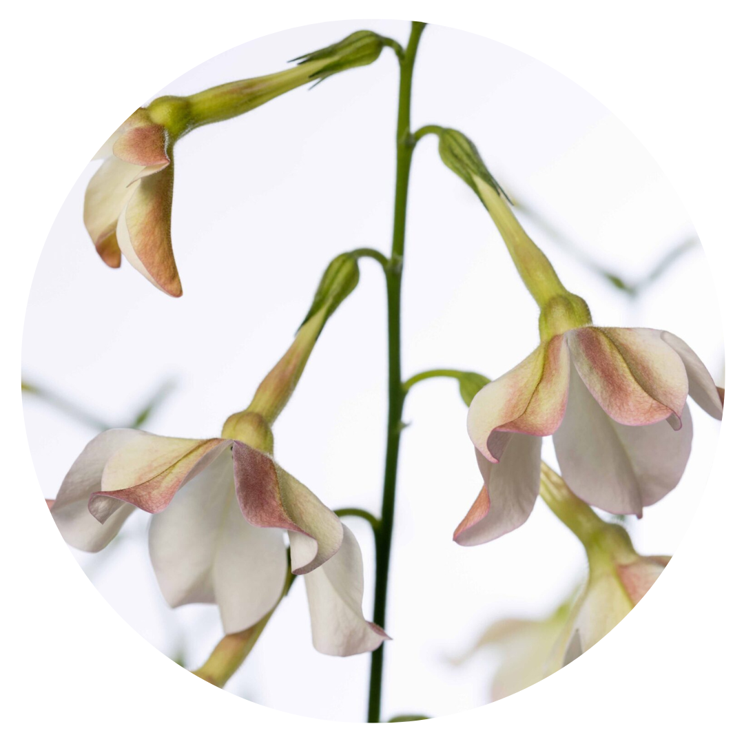 Nicotiana x sanderae Sirius Appleblossom F1 | Flowering Tobacco | Pelleted - 20 seeds / Pelleted / Appleblossom - Seeds