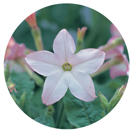 Nicotiana x sanderae Star Flare Appleblossom F1 therapyofflowers.com