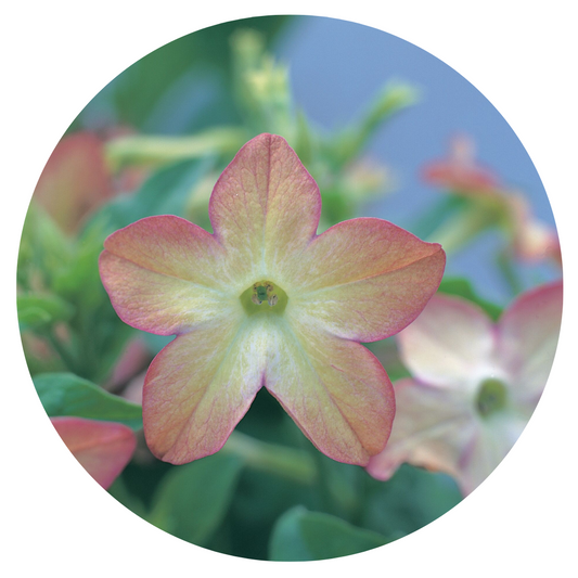 Nicotiana x sanderae Star Flare Purple Bicolor F1 therapyofflowers.com