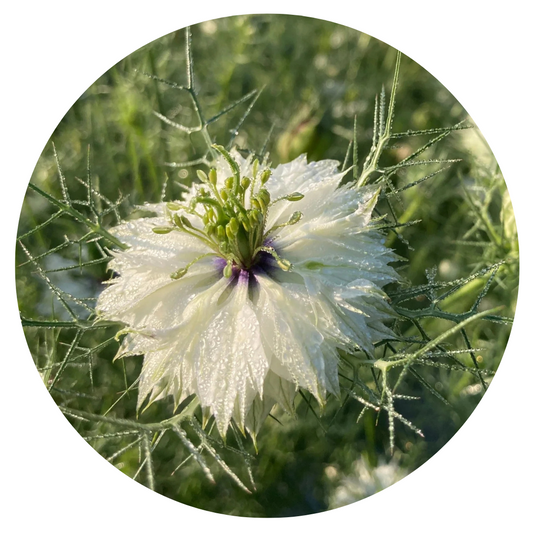 Nigella damascena Miss Jekyll white | Love-in-a-Mist - 1 gram / 70 cm - seeds