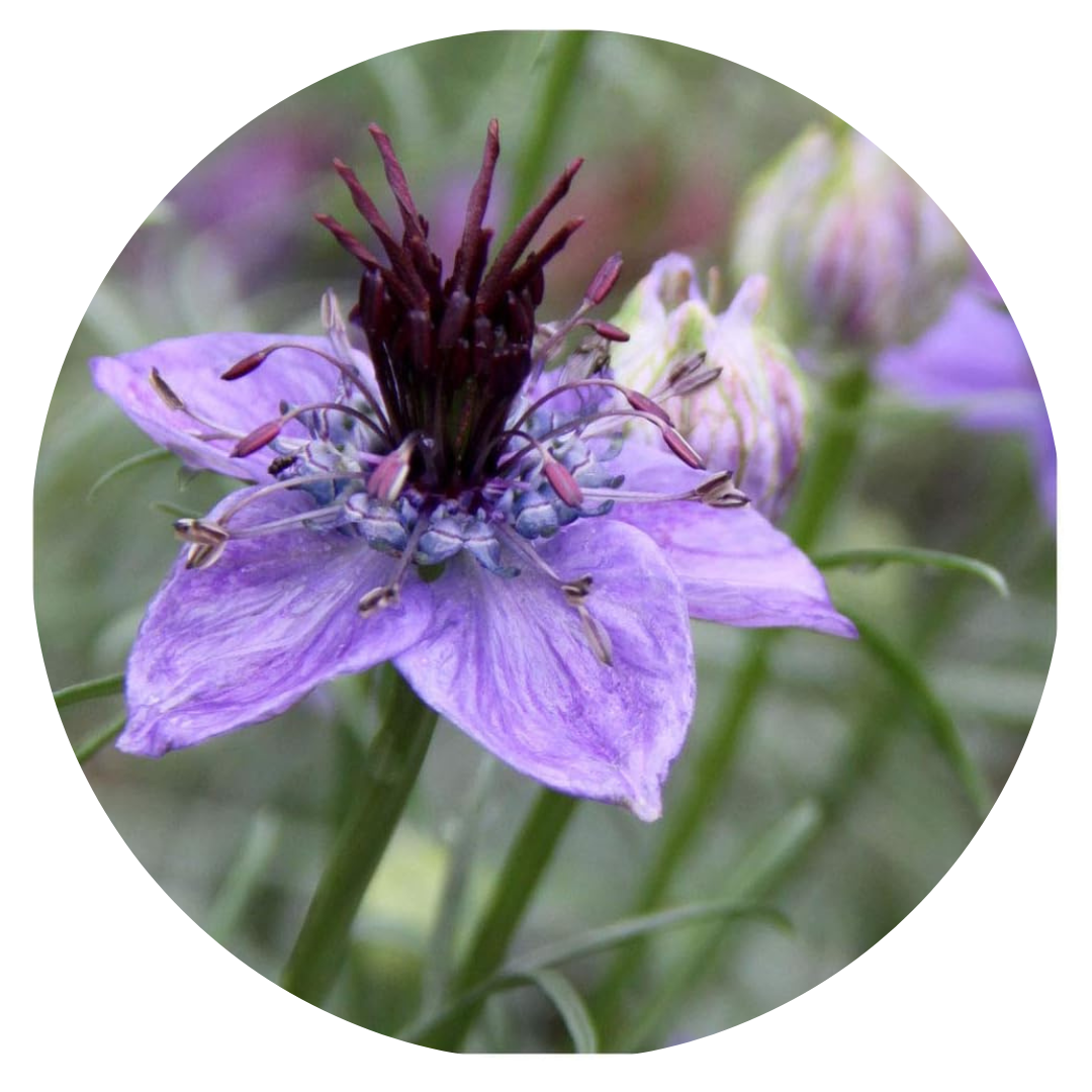 Nigella hispanica Dark Blue | Love-in-a-Mist therapyofflowers.com