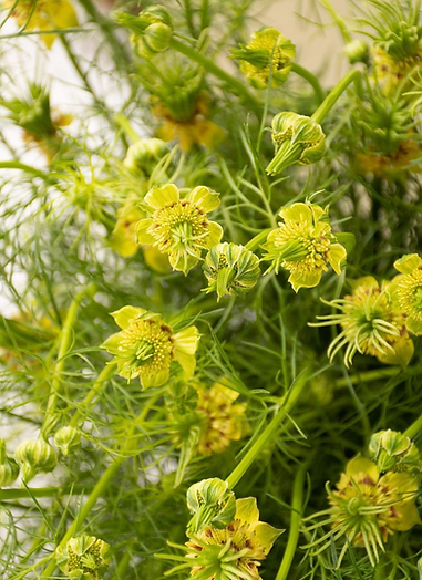 Nigella orientalis Transformer | Love-in-a-Mist - 1 gram / 70 cm / Vibrant yellow - seeds