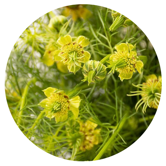 Nigella orientalis Transformer | Love-in-a-Mist - 1 gram / 70 cm / Vibrant yellow - seeds