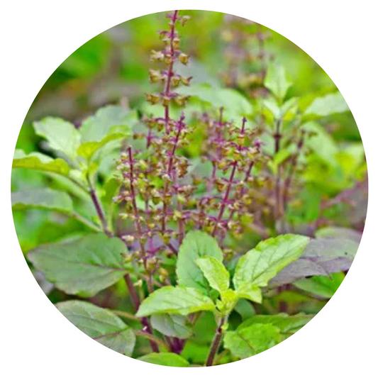 Ocimum tenuiflorum | Basilica Red | Holy Basil therapyofflowers.com