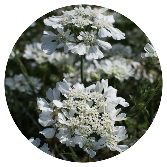 Orlaya grandiflora White Lace | Elegant Filler flower therapyofflowers.com