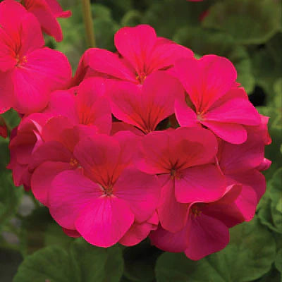 Pelargonium x hortorum Pinto™ Premium Violet therapyofflowers.com