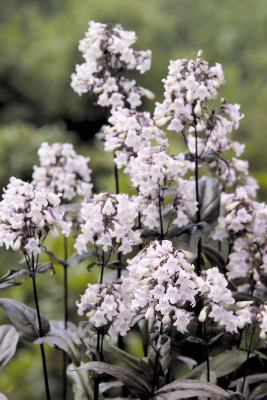 PENSTEMON digitalis MYSTICA