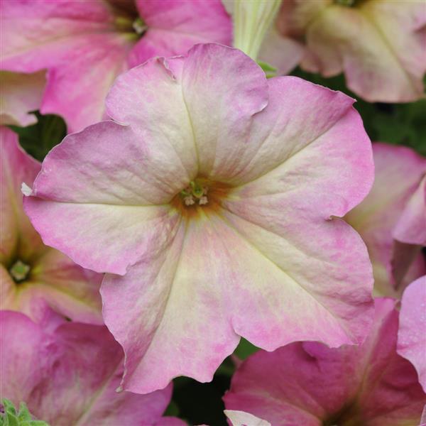 Petunia grandiflora Sophistica Antique Shades F1 therapyofflowers.com