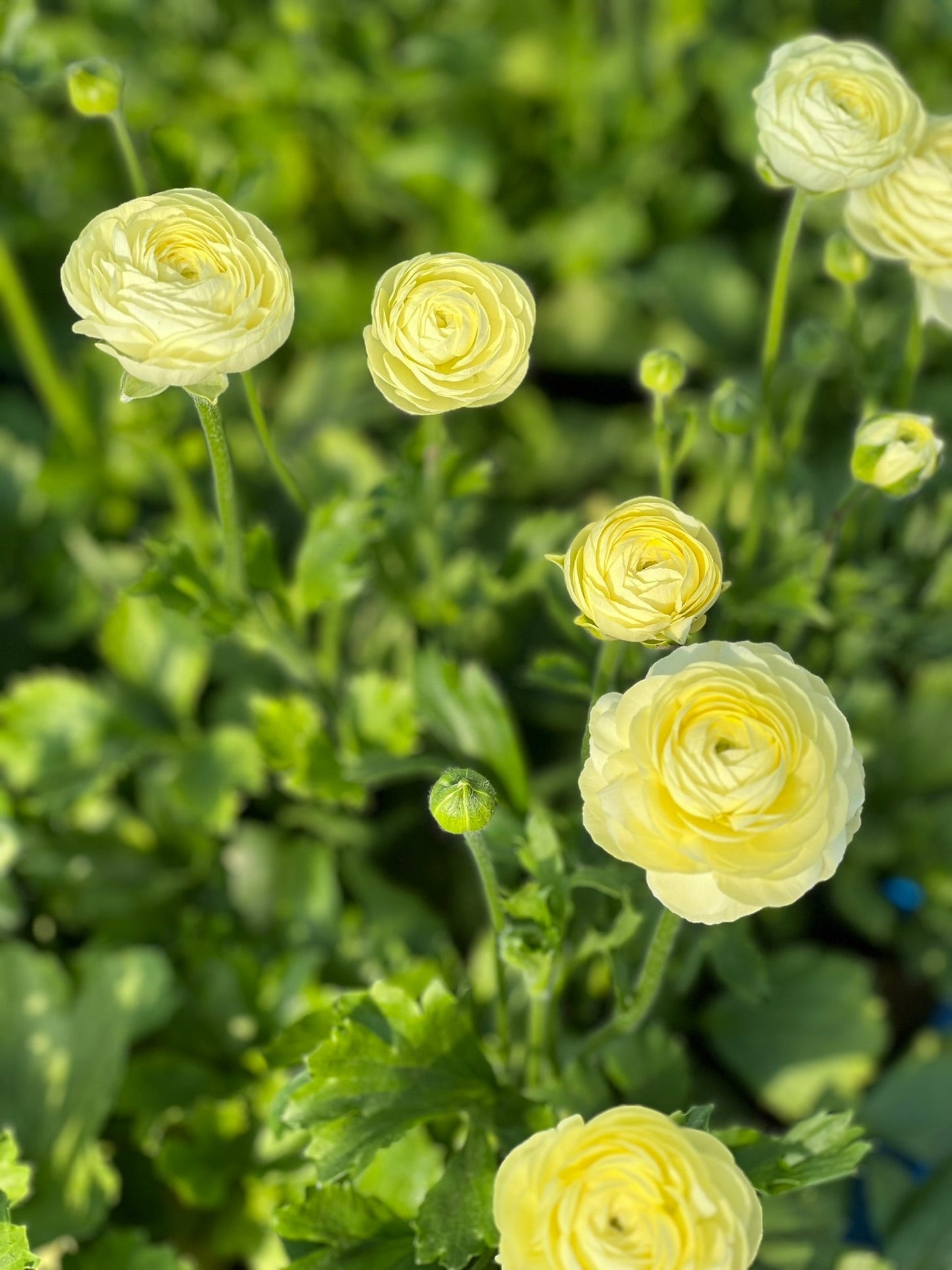 Ranunculus Elegance® CREMA brigt