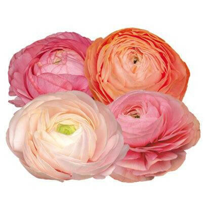 Ranunculus Elegance® PASTELLO.