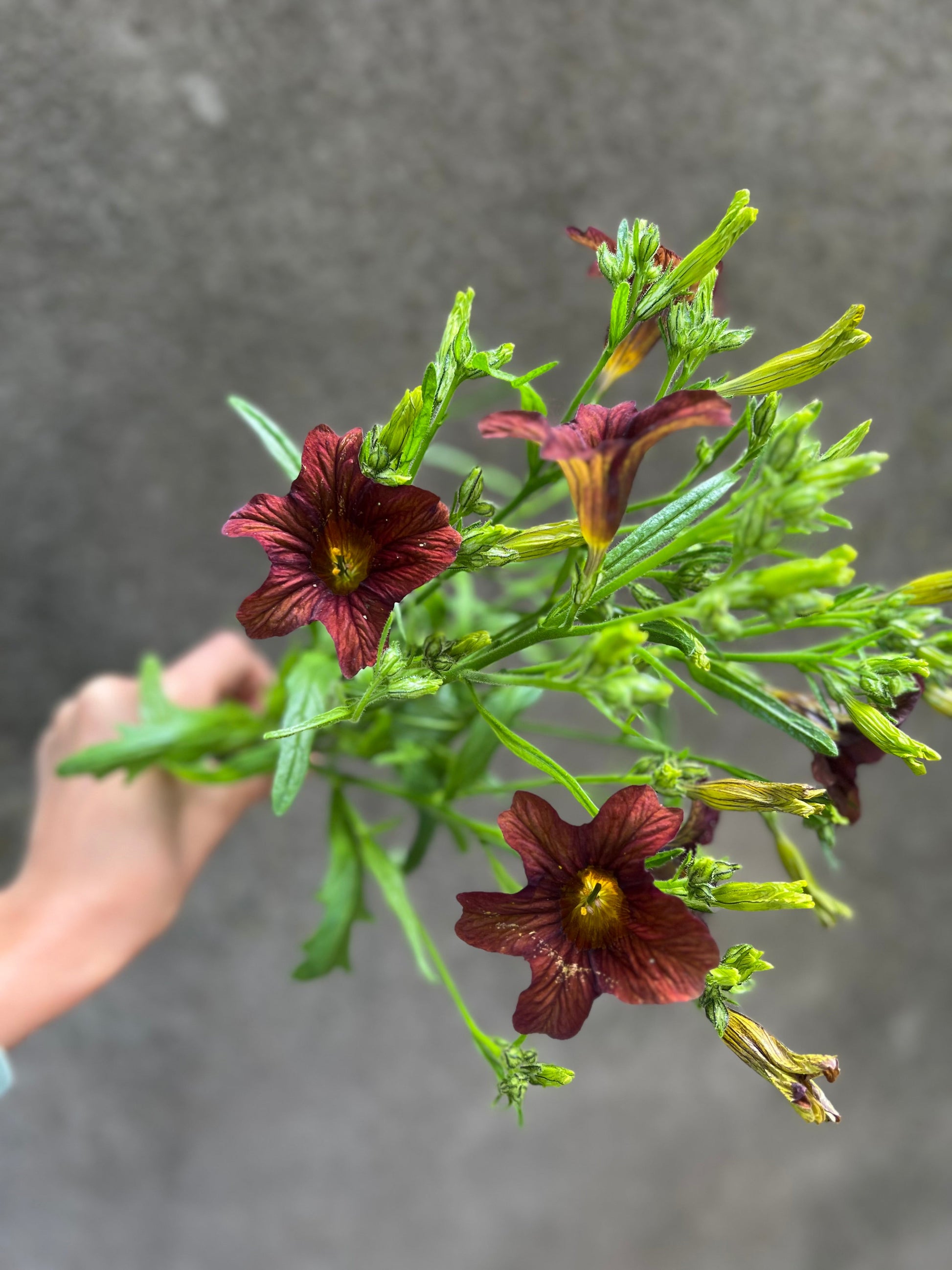 Salpiglossis sinuata Café au Lait therapyofflowers.com