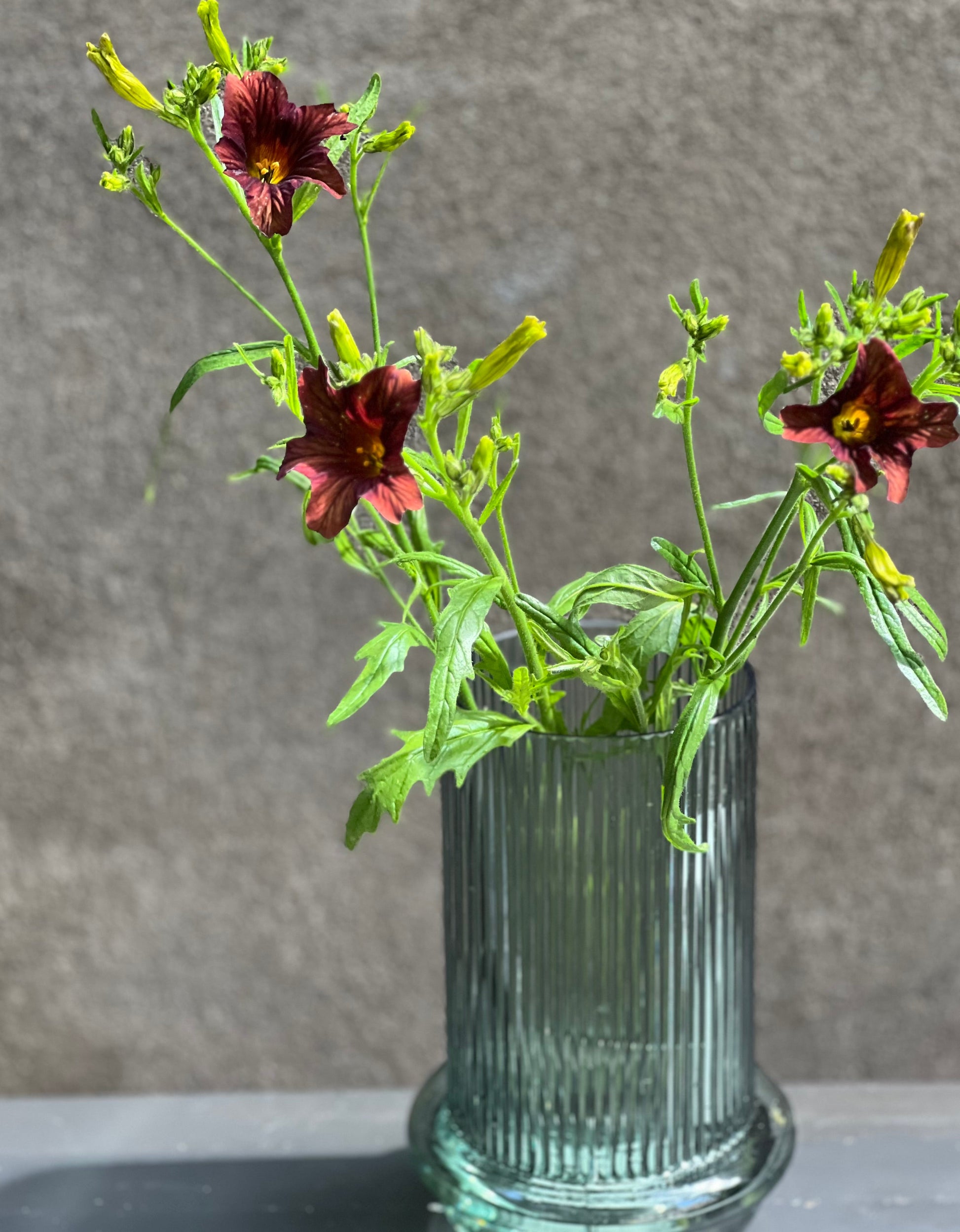 Salpiglossis sinuata Café au Lait therapyofflowers.com