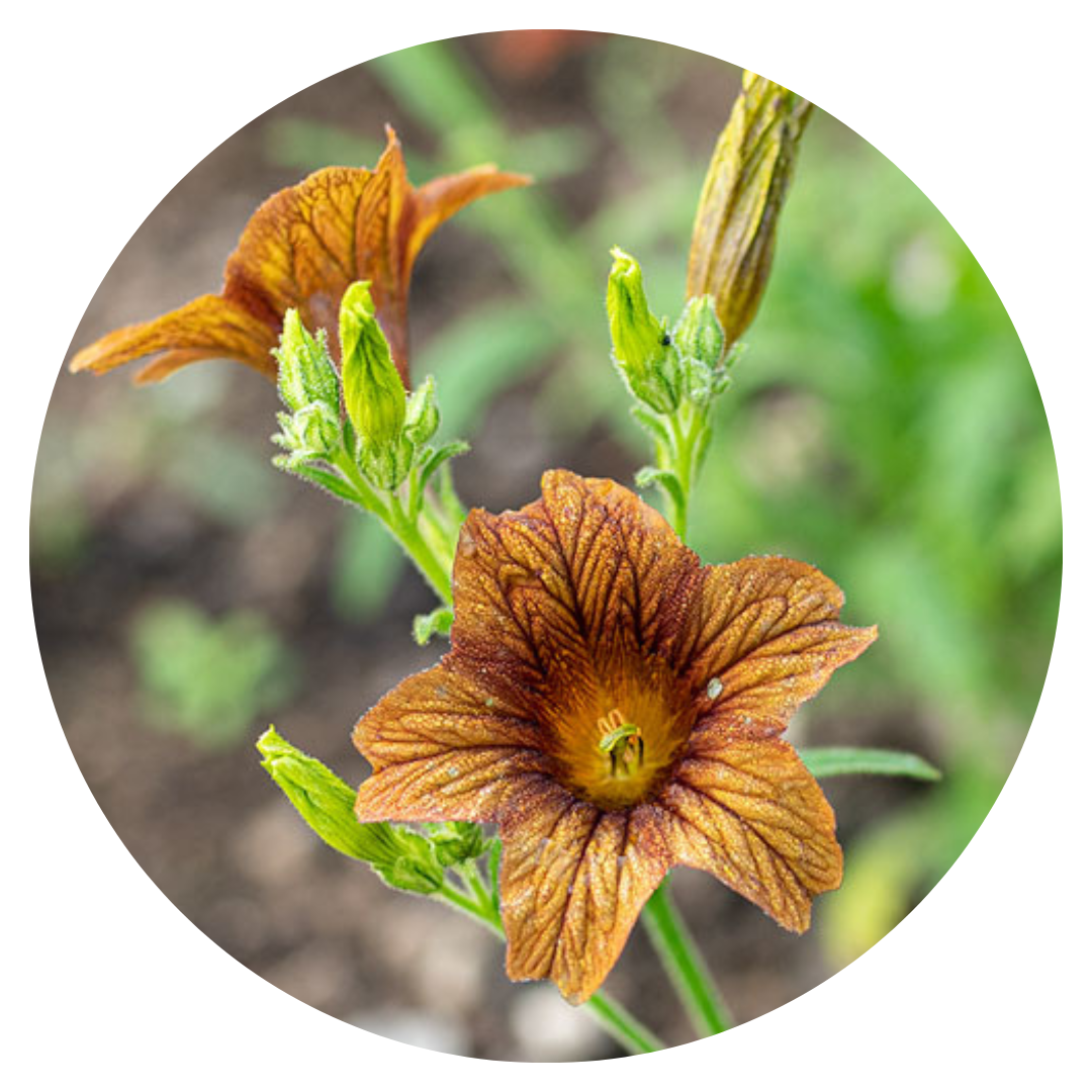 Salpiglossis sinuata or Painted Tongue Cafe au lait