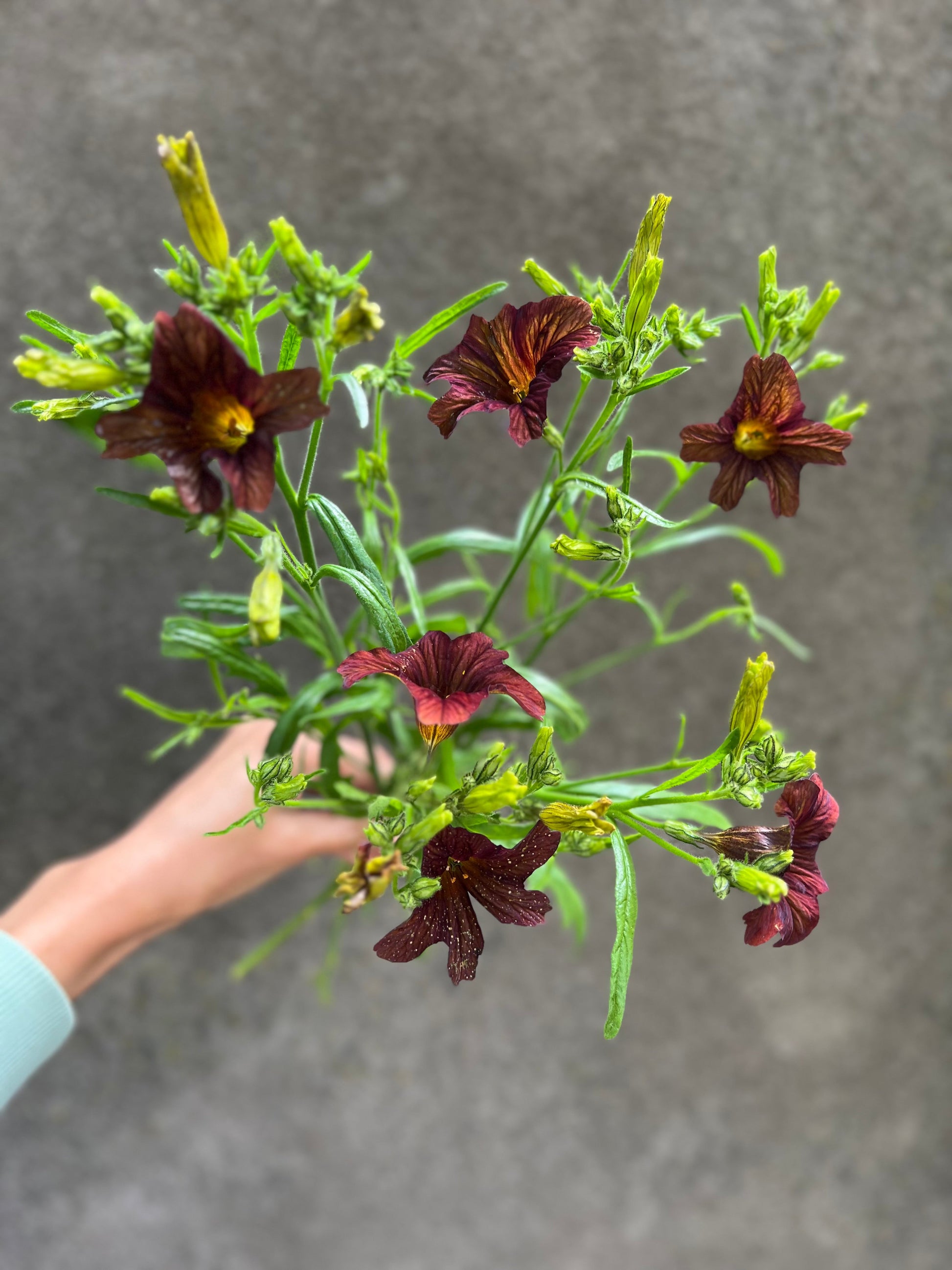 Salpiglossis sinuata Café au Lait therapyofflowers.com