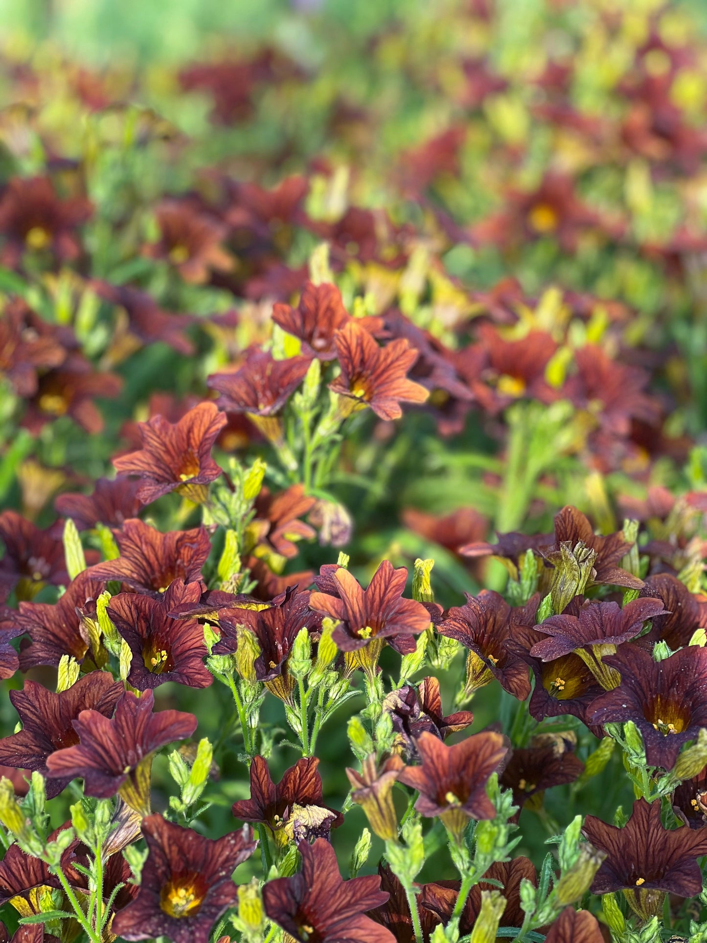 Salpiglossis sinuata (Painted Tongue) with vibrant, veined trumpet-shaped blooms in rich colors, adding an exotic touch to garden landscapes.
