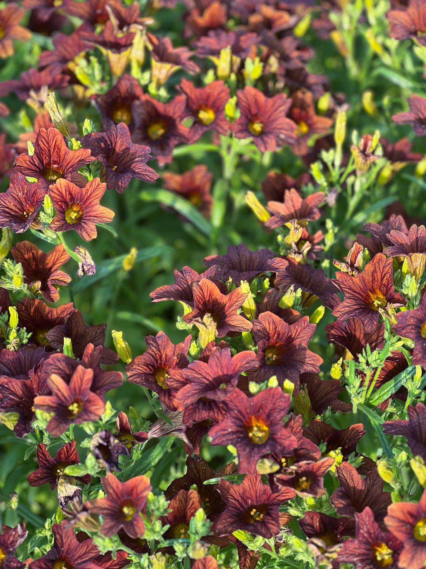 Salpiglossis sinuata Café au Lait therapyofflowers.com