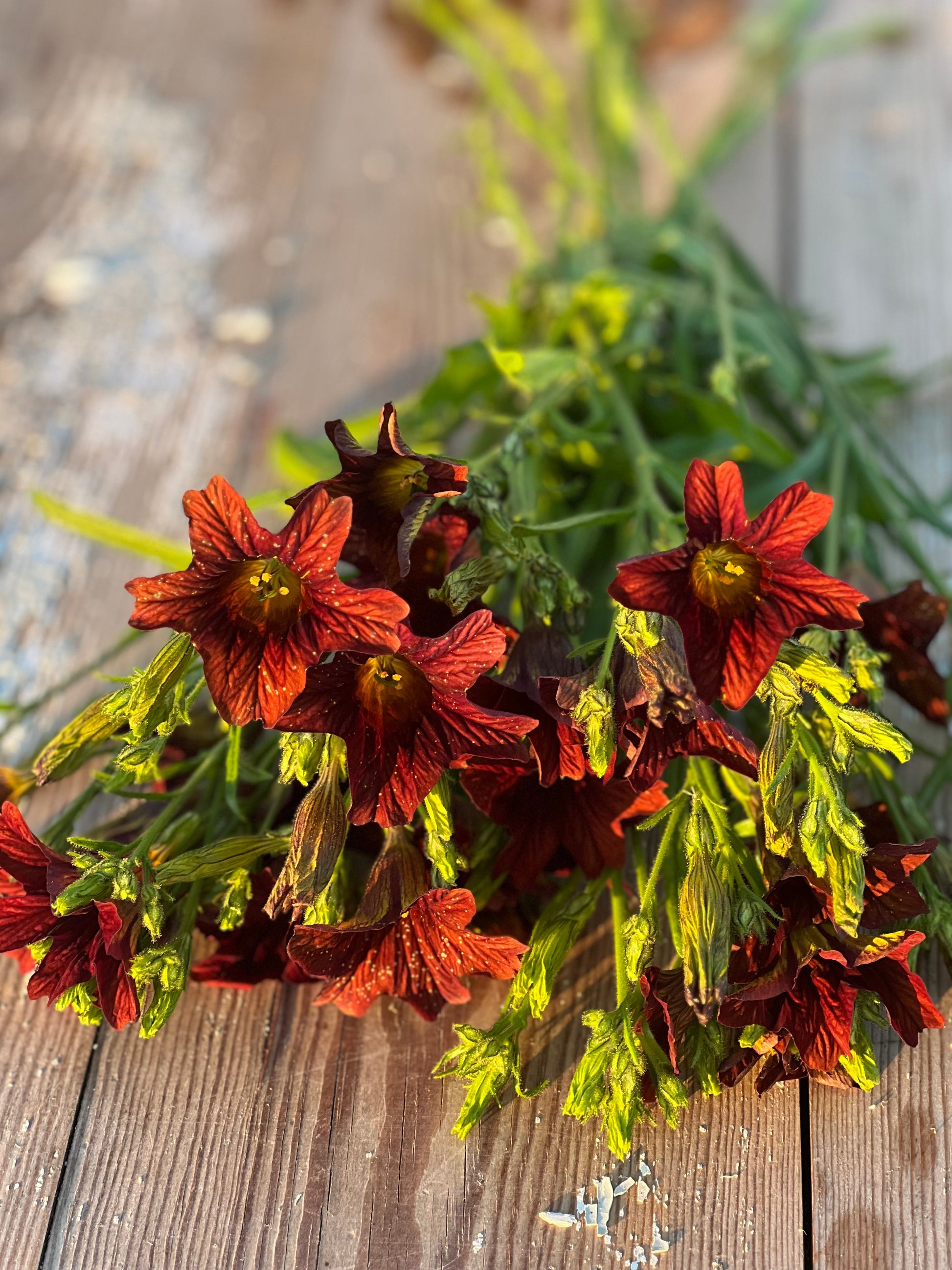 Salpiglossis sinuata Café au Lait therapyofflowers.com