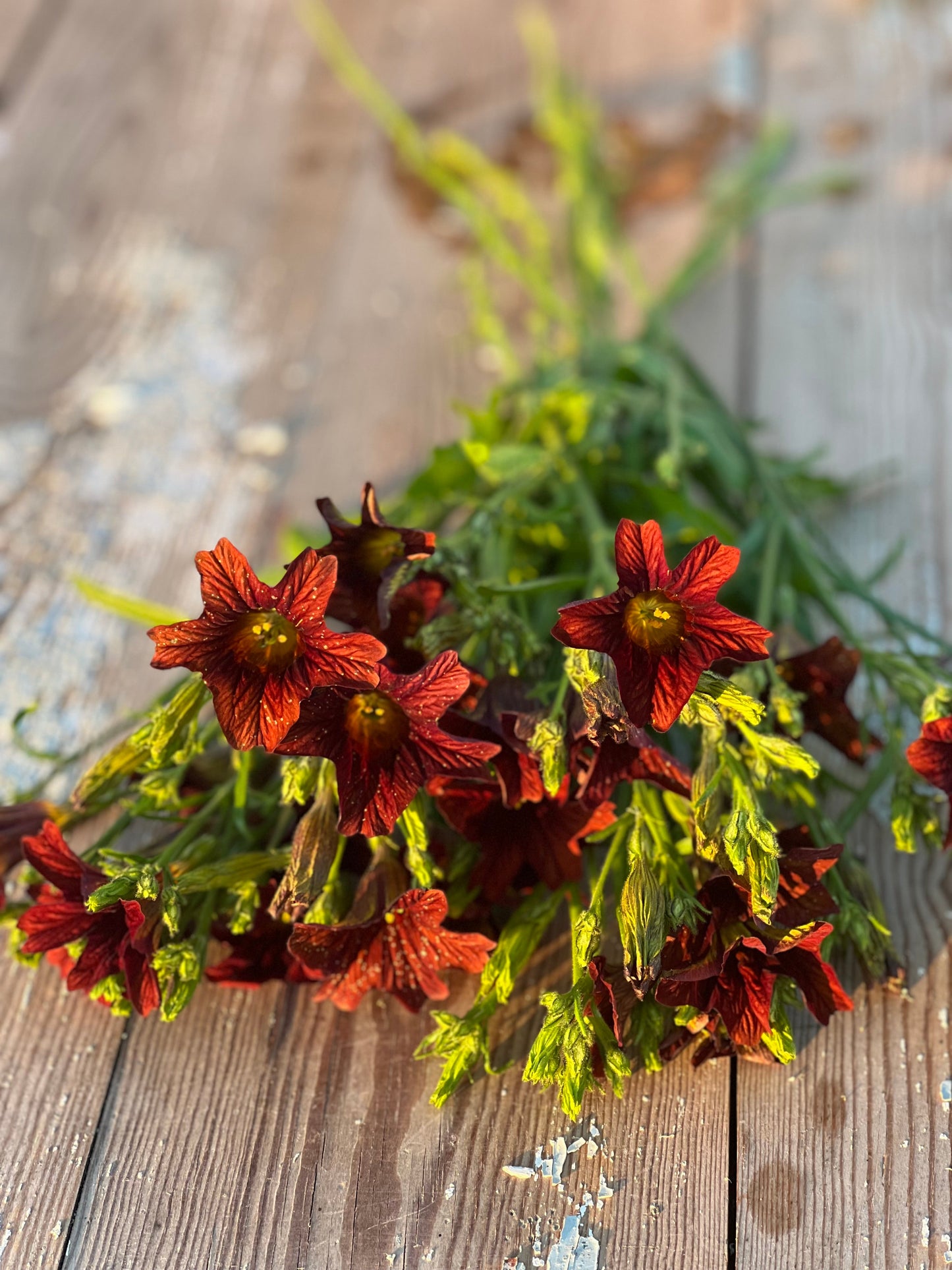 Salpiglossis sinuata Café au Lait therapyofflowers.com