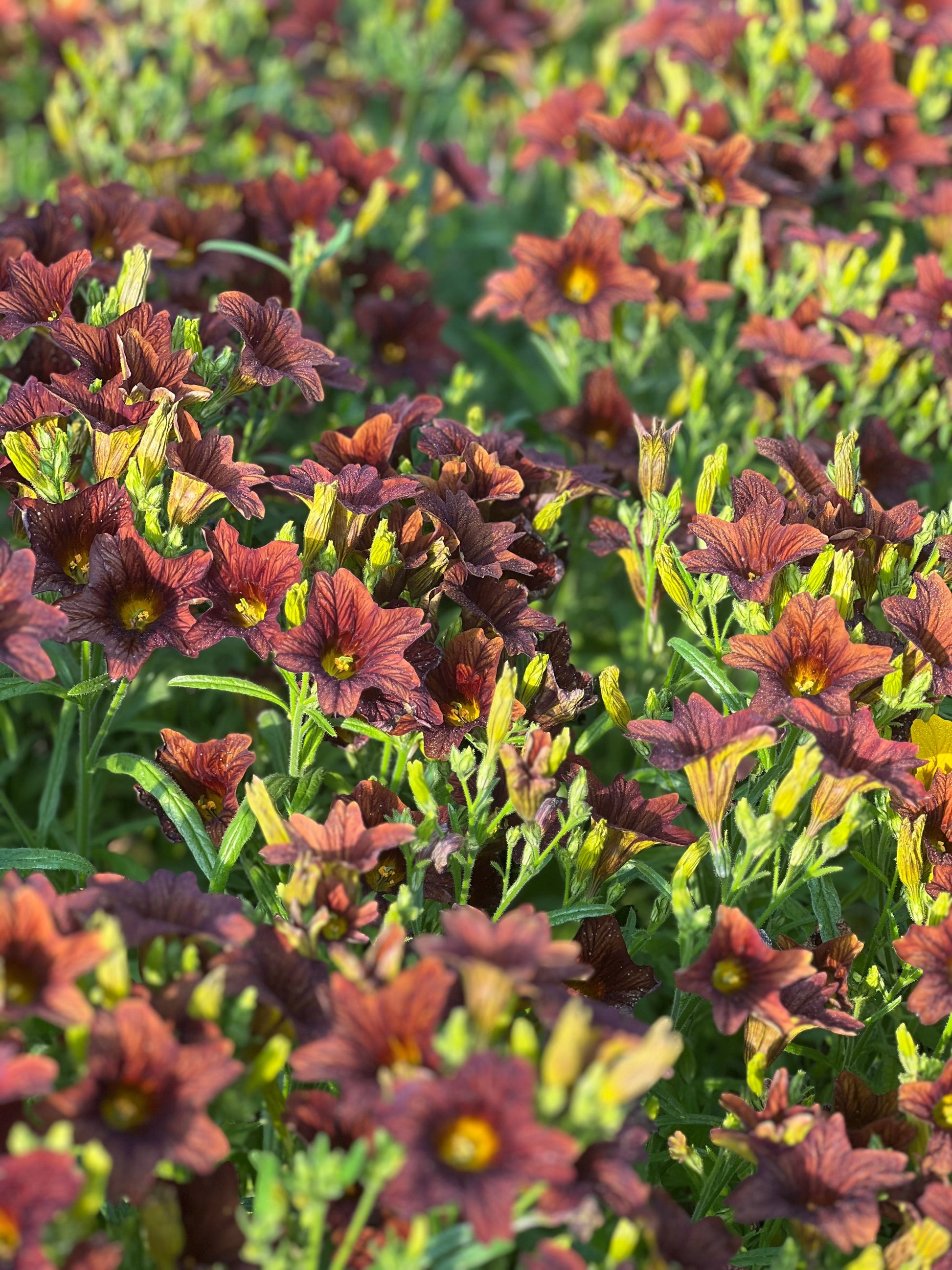 Salpiglossis sinuata Café au Lait therapyofflowers.com