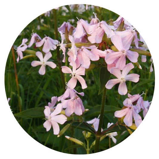 Saponaria officinalis Graciella Pink | Soapwort therapyofflowers.com