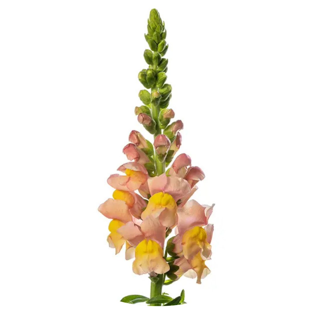 Snapdragon Avignon Apricot F1 | Group 2 | Antirrhinum majus - seeds