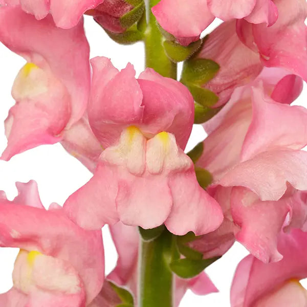 Snapdragon Avignon Cherry Rose F1 | Group 2 | Antirrhinum majus - 40 seeds / Raw Pelleted / Deep cherry rose - seeds