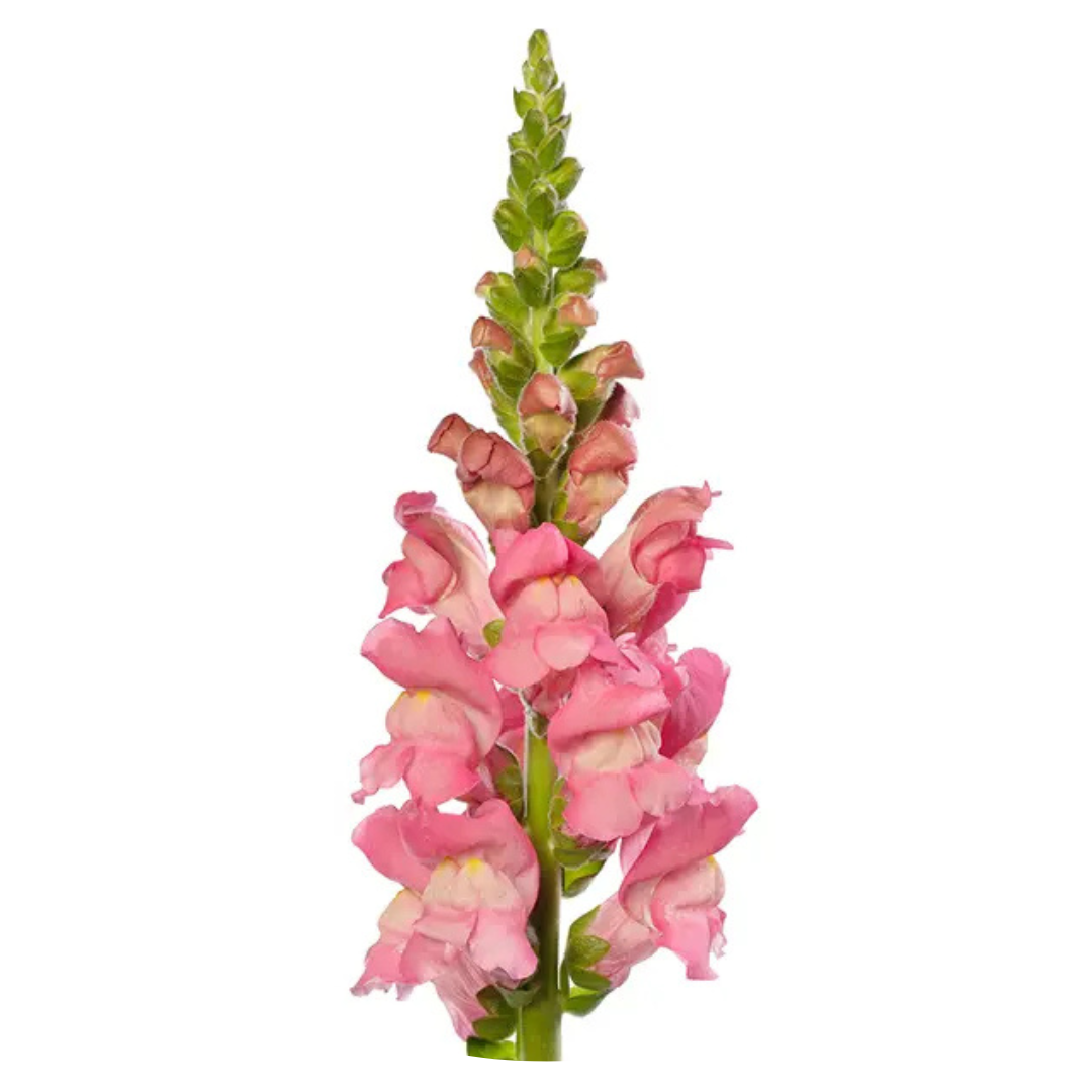 Snapdragon Avignon Cherry Rose F1 | Group 2 | Antirrhinum majus - 40 seeds / Raw Pelleted / Deep cherry rose - seeds