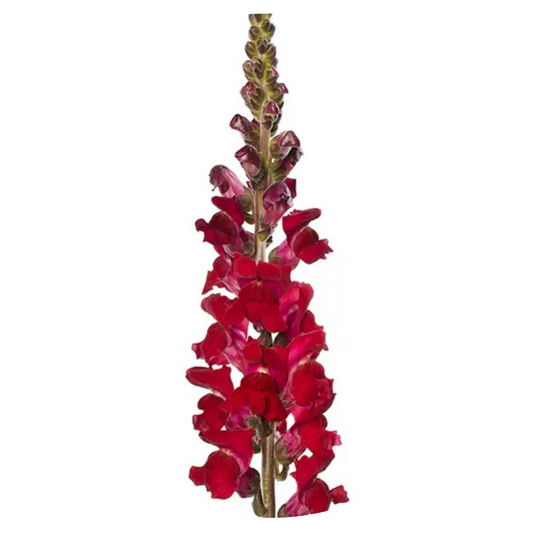 Snapdragon Avignon Dark Red F1 | Group 2 | Antirrhinum majus - 40 seeds / Raw Pelleted / Cherry Rose - seeds