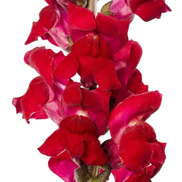 Snapdragon Avignon Dark Red F1 | Group 2 | Antirrhinum majus - 40 seeds / Raw Pelleted / Cherry Rose - seeds