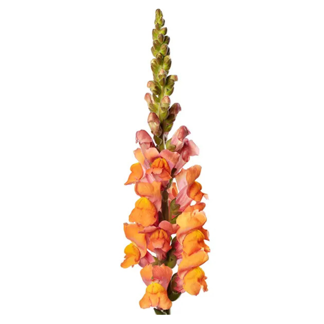 Snapdragon Avignon Deep Orange F1 | Group 2 | Antirrhinum majus - seeds