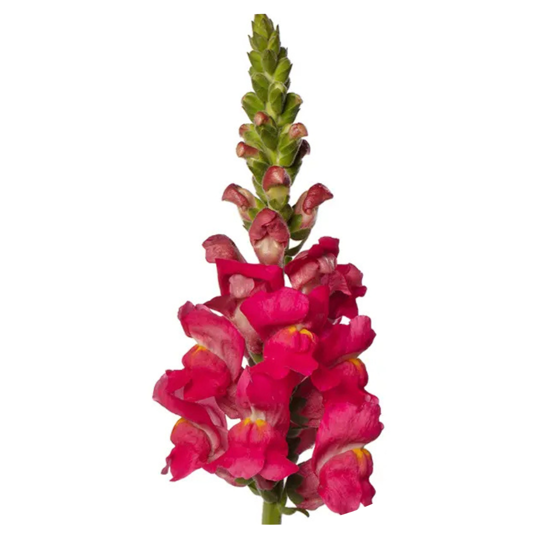 Snapdragon Avignon Deep Rose F1 | Group 2 | Antirrhinum majus - seeds