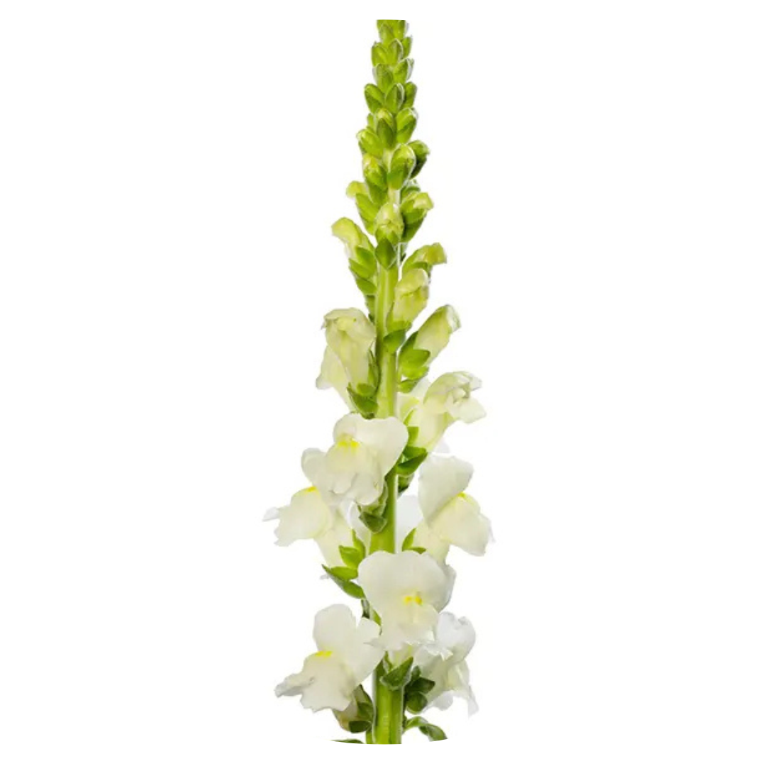 Snapdragon Avignon Ivory F1 | Group 2 | Antirrhinum majus | Pelleted - 40 seeds / Raw Pelleted / Ivory white - seeds