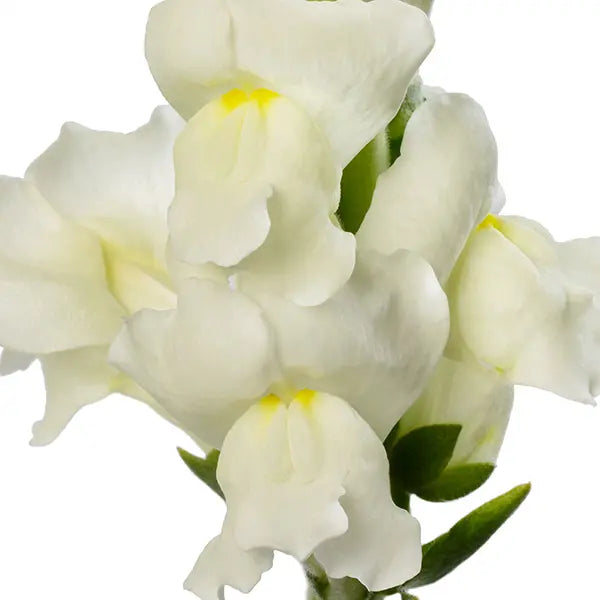 Snapdragon Avignon Ivory F1 | Group 2 | Antirrhinum majus | Pelleted - 40 seeds / Raw Pelleted / Ivory white - seeds