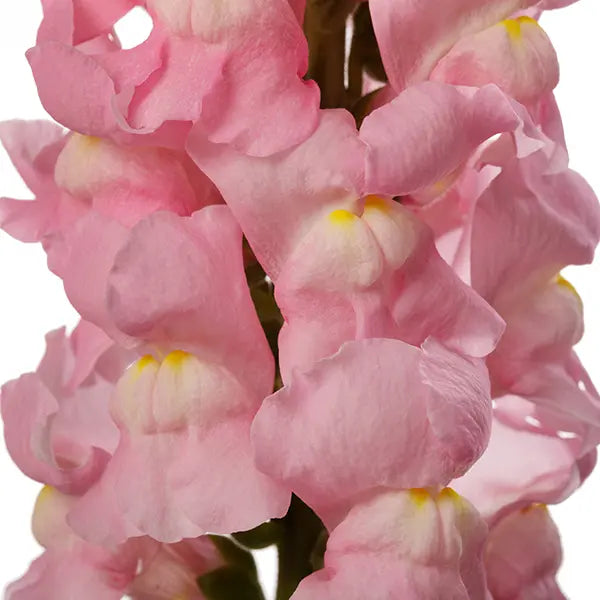 Snapdragon Avignon Light Rose F1 | Group 2 | Antirrhinum majus | Pelleted - 40 seeds / Raw Pelleted / Light Rose - seeds