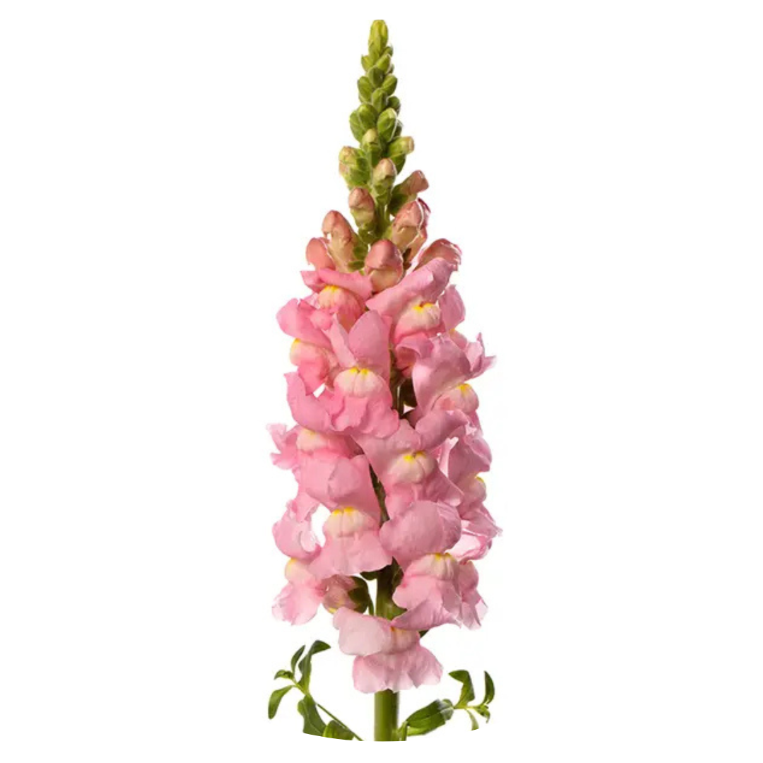 Snapdragon Avignon Light Rose F1 | Group 2 | Antirrhinum majus | Pelleted - 40 seeds / Raw Pelleted / Light Rose - seeds