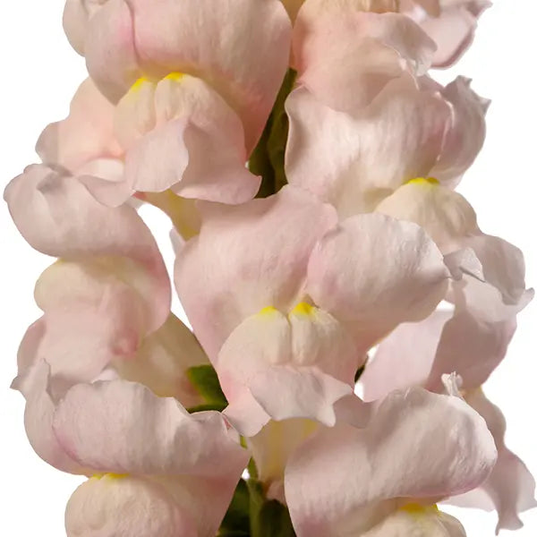 Snapdragon Avignon Silver F1 | Group 2 | Antirrhinum majus - 40 seeds / Raw Pelleted / Silver-lavender - seeds