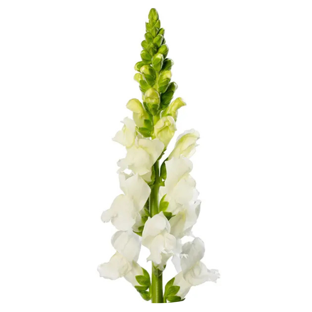 Snapdragon Avignon White F1 | Group 2 | Antirrhinum majus - 40 seeds / Raw Pelleted / Pure White - seeds