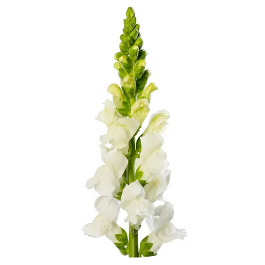 Snapdragon Avignon White F1 | Group 2 | Antirrhinum majus - 40 seeds / Raw Pelleted / Pure White - seeds