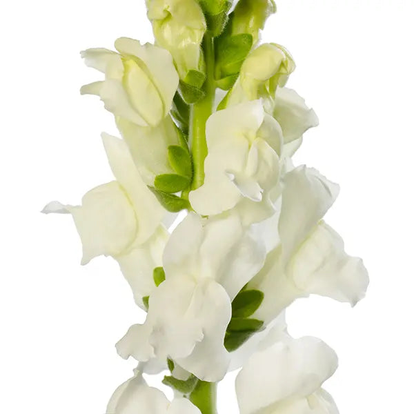 Snapdragon Avignon White F1 | Group 2 | Antirrhinum majus - 40 seeds / Raw Pelleted / Pure White - seeds